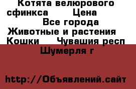 Котята велюрового сфинкса. .. › Цена ­ 15 000 - Все города Животные и растения » Кошки   . Чувашия респ.,Шумерля г.